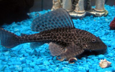 Plecostomus