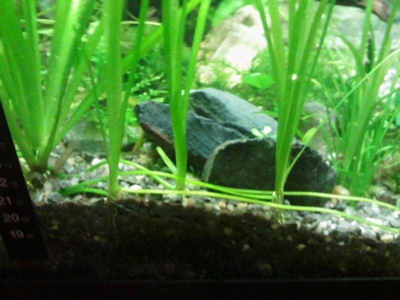 Vallisneria