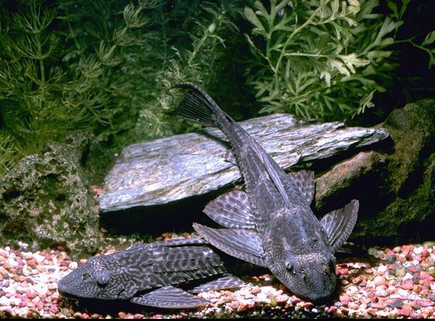 Hypostomus plecostomus. Pareja