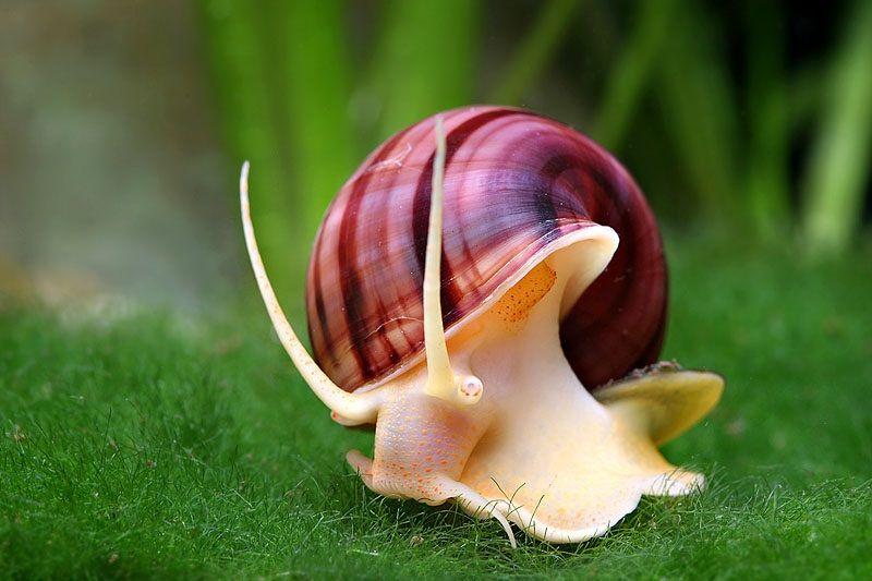 Caracol Manzana