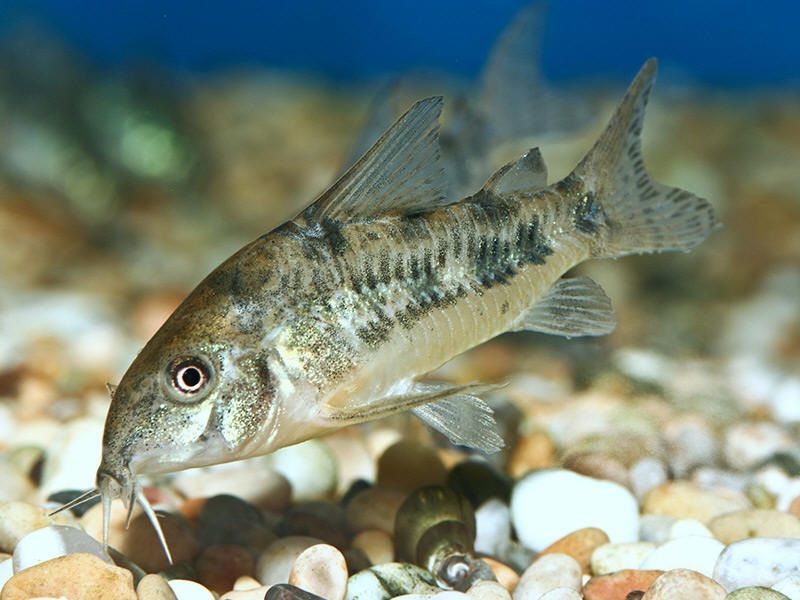 Corydoras