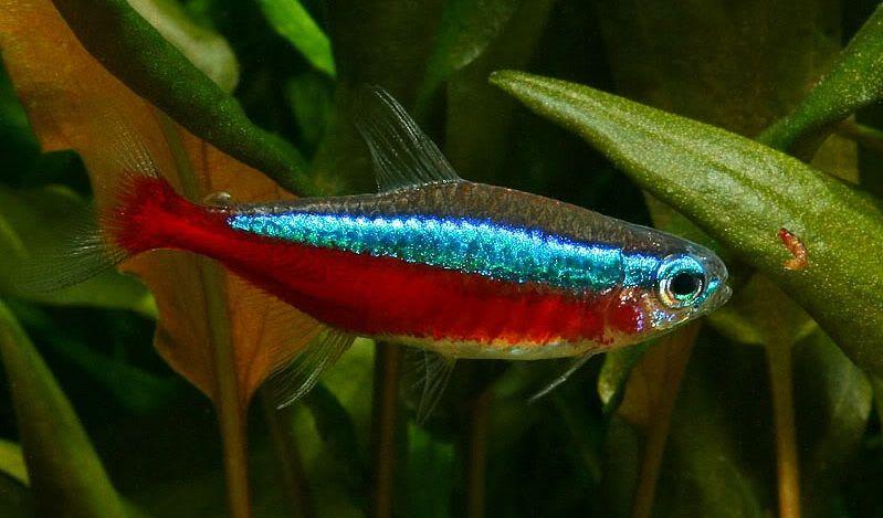 Tetra Cardenal