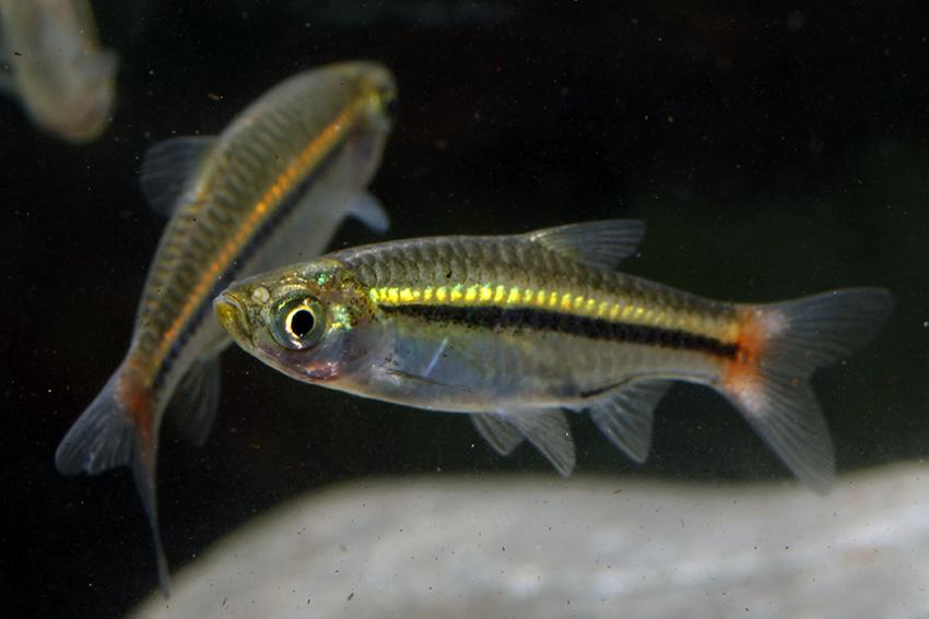  Rasbora Borapetensis