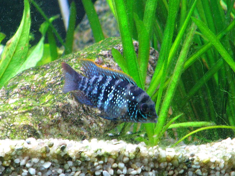 Acara Azul